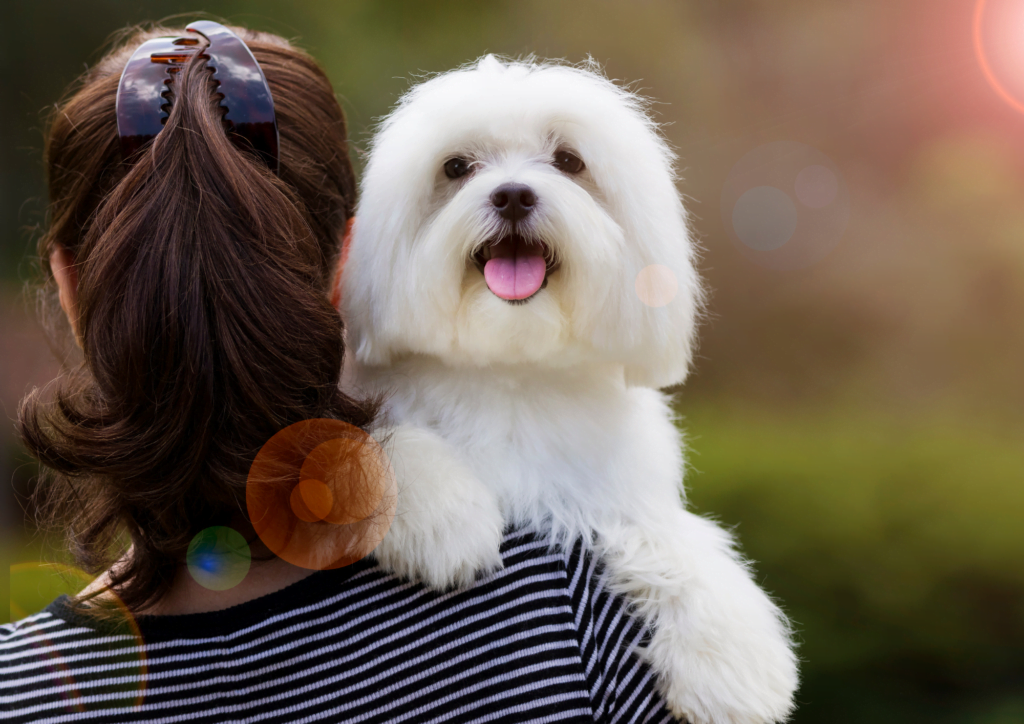 5 reasons why having a pet dog heals you