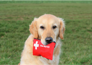 First Aid for dogs