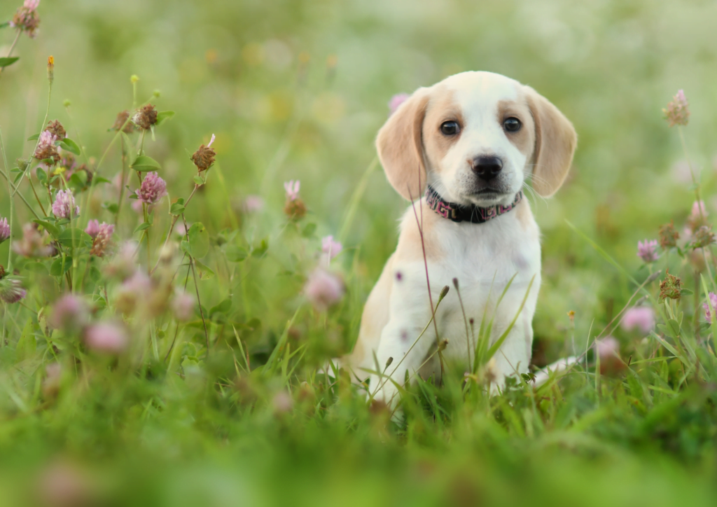 Exploring the scientific reasons why dogs are just so cute