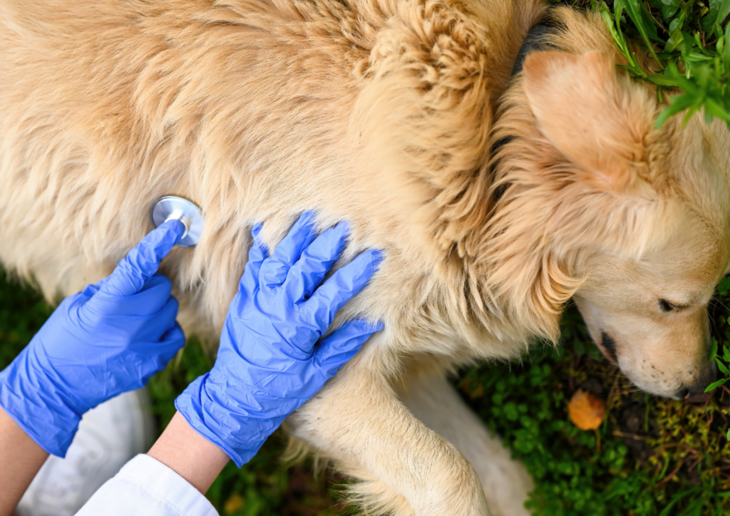 how to do first aid for your dog