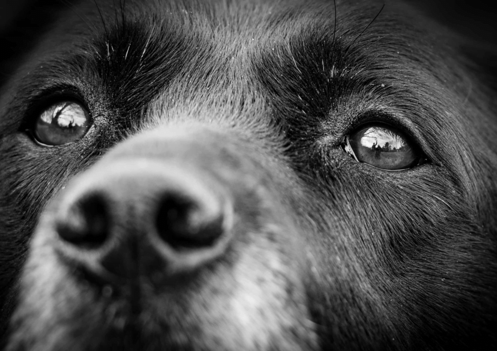 The incredible bond between man and dog