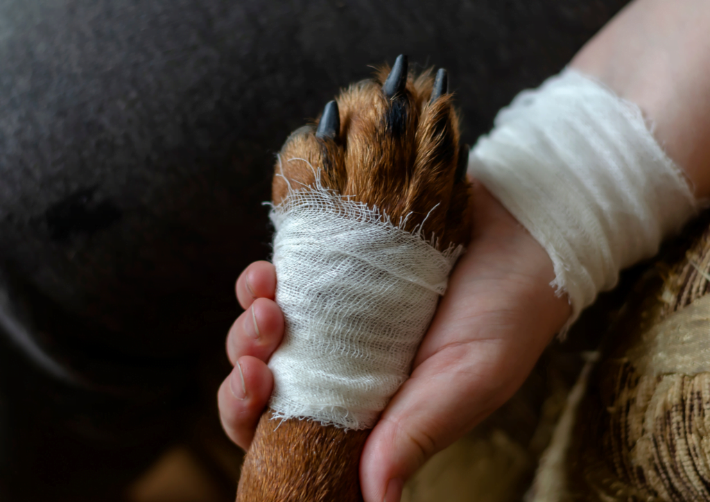 Learn first aid for your dog