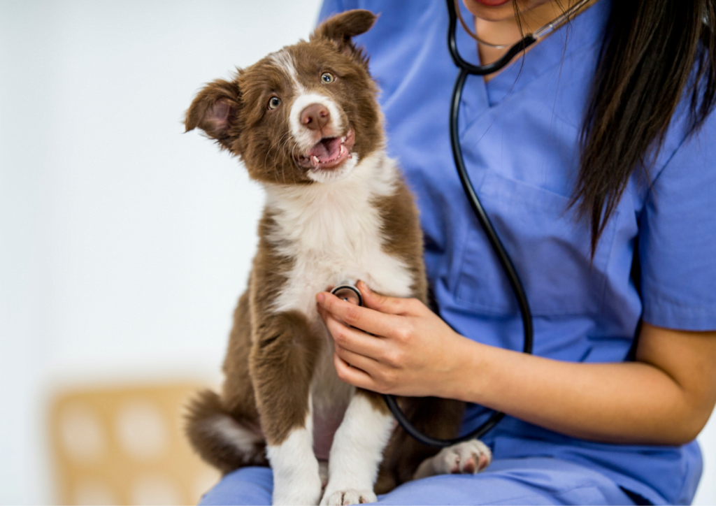 Schedule an appointment with the Vet for your new pup