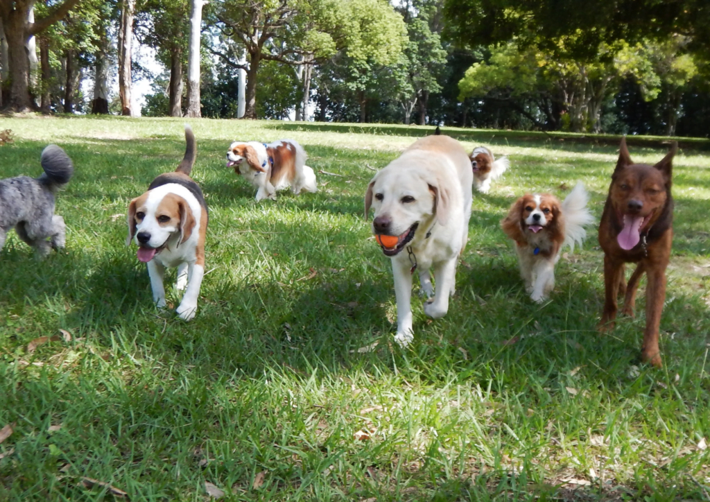 Take you pup to the dog park and let them make friends!