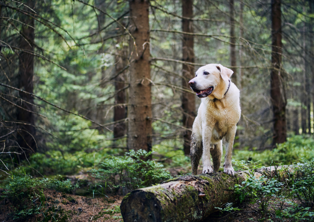 Always pack a First Aid kit when going on long adventures with your dog 