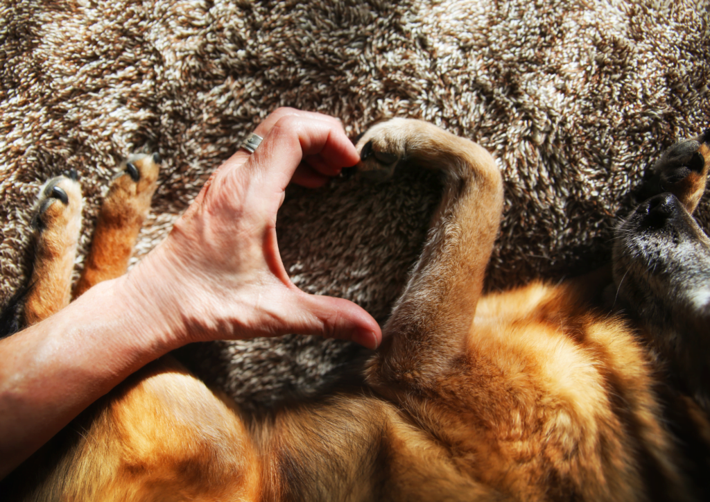 The love hormone 'Oxytocin' is released when we pet or cuddle our dogs. 