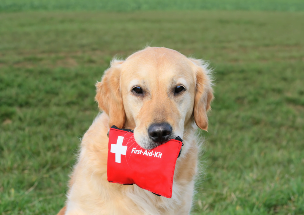 Know some basic First Aid for dogs