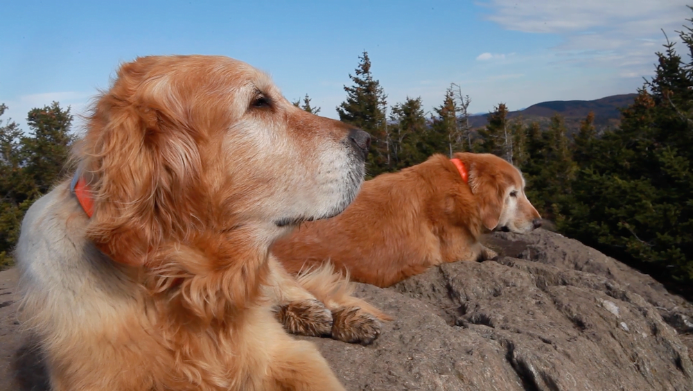 Baylor and Sampson The Mountain Dogs 