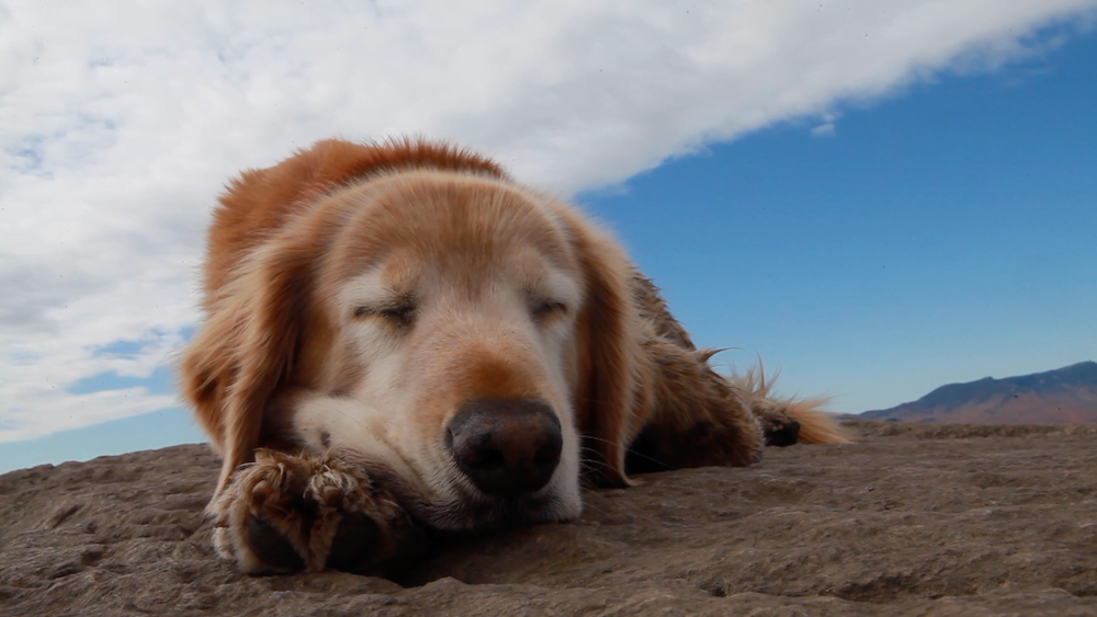 Sampson still walks the same route everyday in loving memory of Baylor