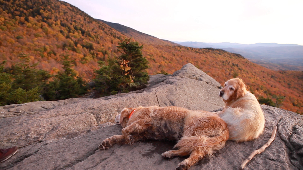 Mountain Dogs