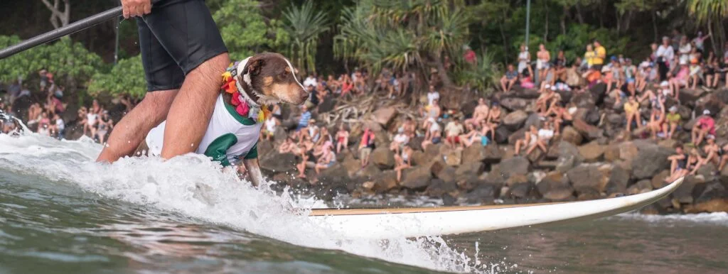 Spike the Surfing Dog and His Amazing Story - Top Dog Film