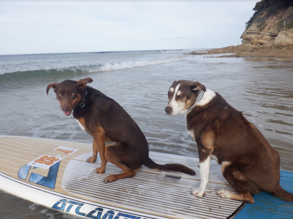 Lani (front) and Spike out on the board together.