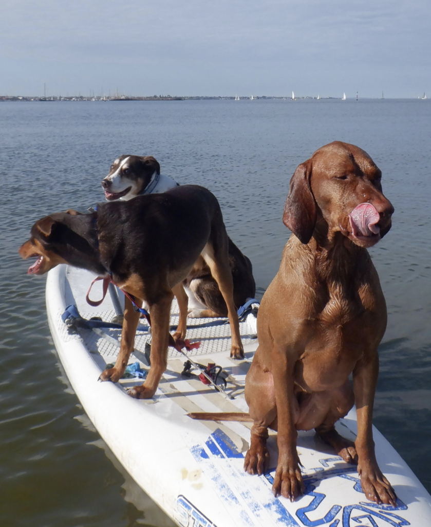 Spike, Lani and buddy on a stand up paddle board in Melbourne.