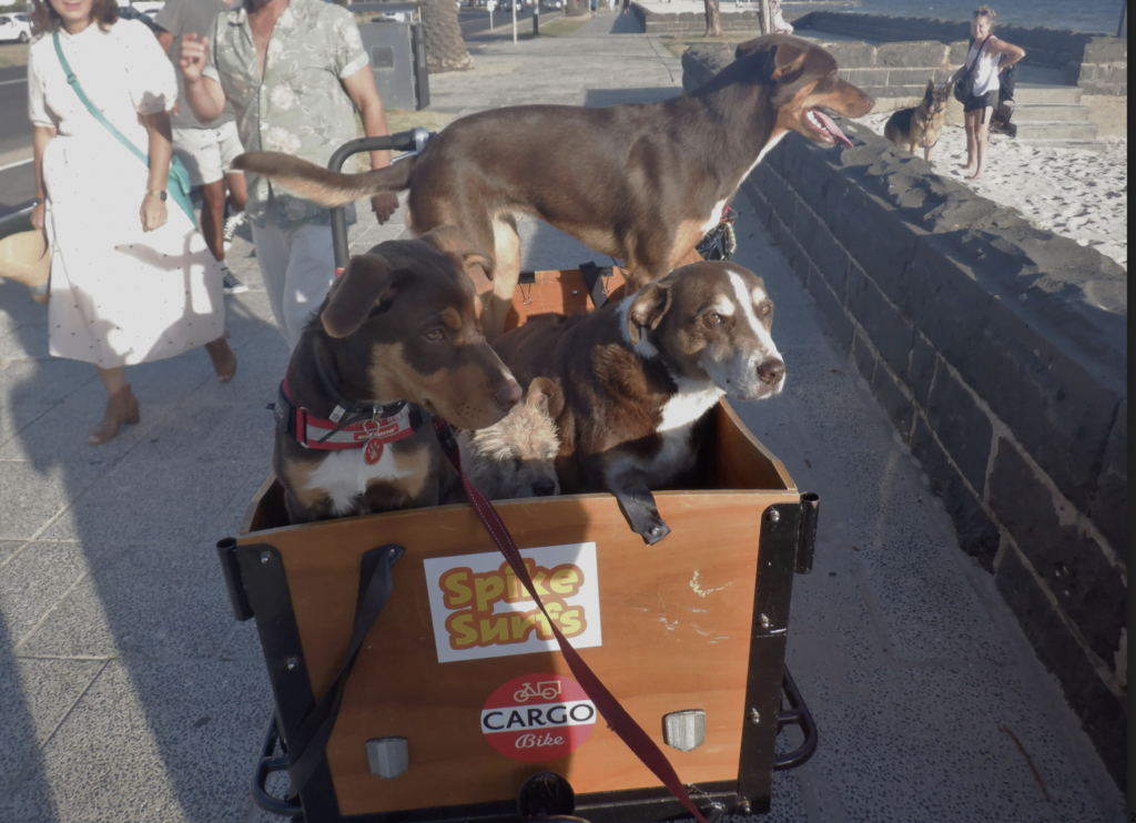 'Box of Dogs' Spike, Lani and friends enjoying a ride to the beach.