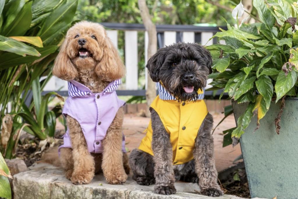Dogue: Fashionable pooches