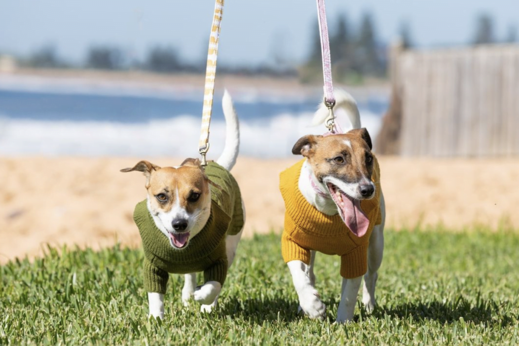 Dogue: Aussie Made dog fashion