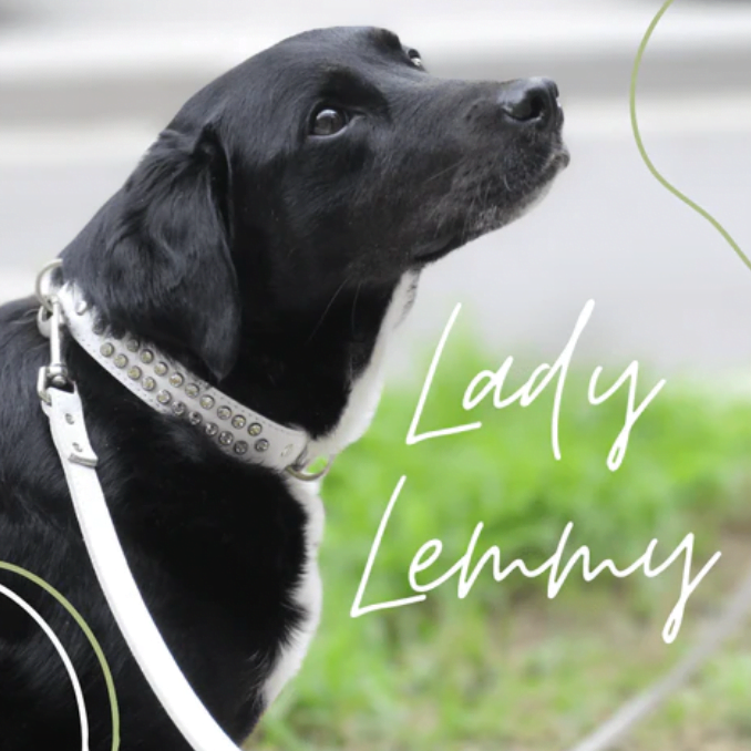 Dogue's Lady Lemmy Team member Dog 