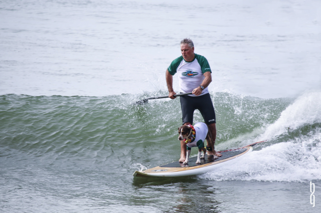 Spike the Surfing Sensation at the Noosa Dog Surfing Championships