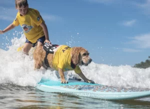 Teach your Dog How to Surf in these simple steps
