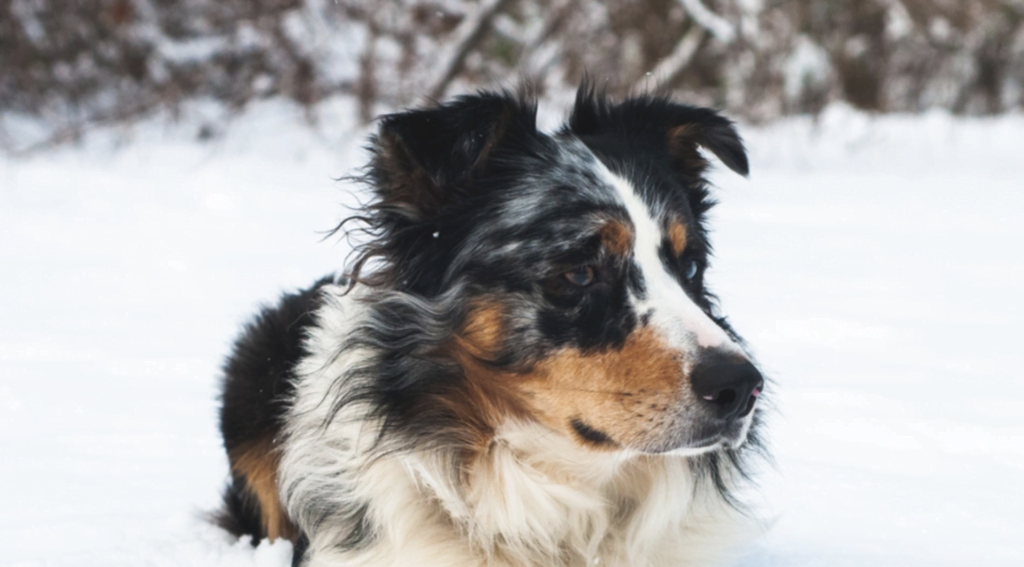 Nanuq the Australian Shepherd Dog 