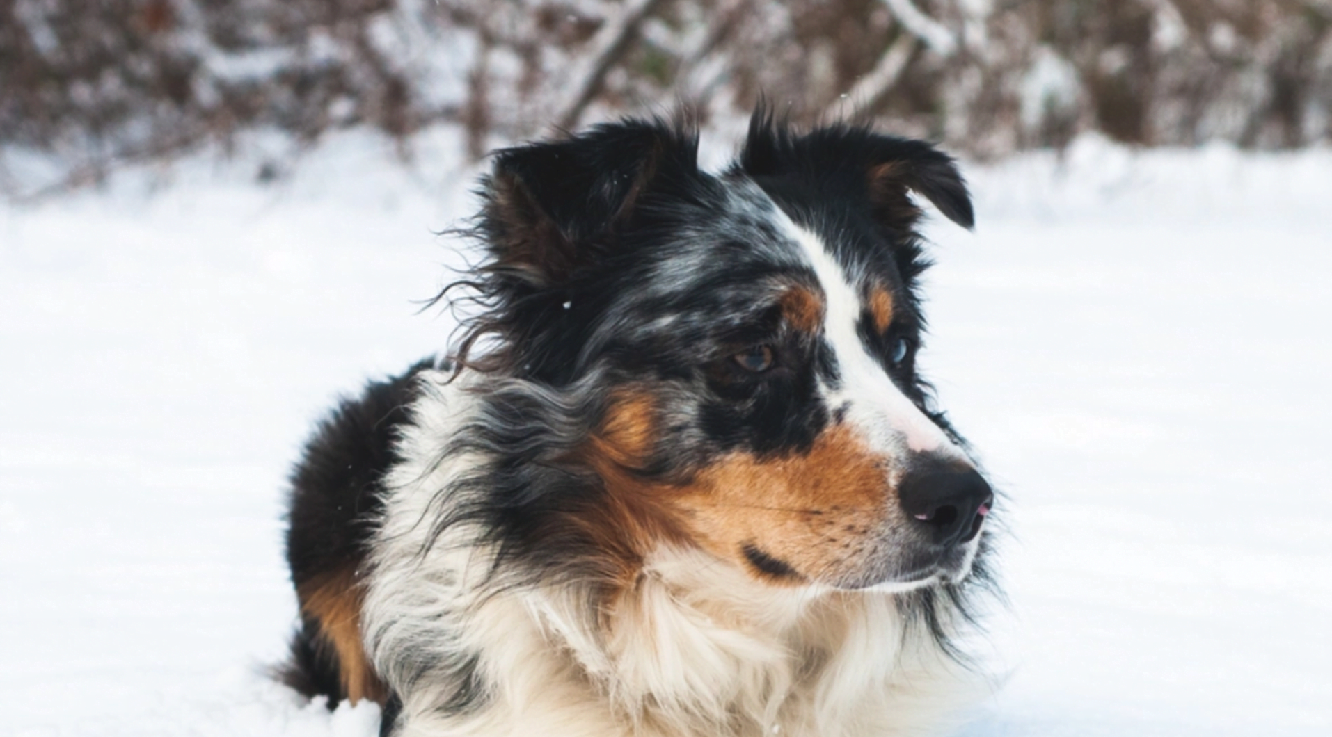 Nanuq the Australian Shepherd Dog