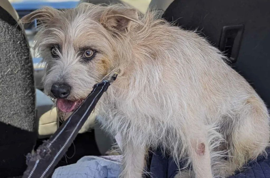 Rippey the Wonder Dog, survived a 15 metre cliff fall