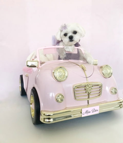 Miss Dior in her personalised car