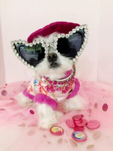 Stylish Miss Dior the insta-famous Pooch