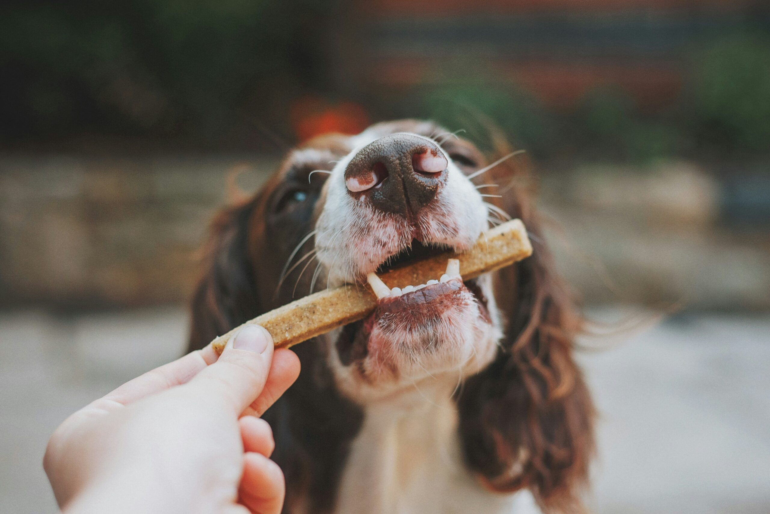 Homemade Dog Treats image by James Lacy