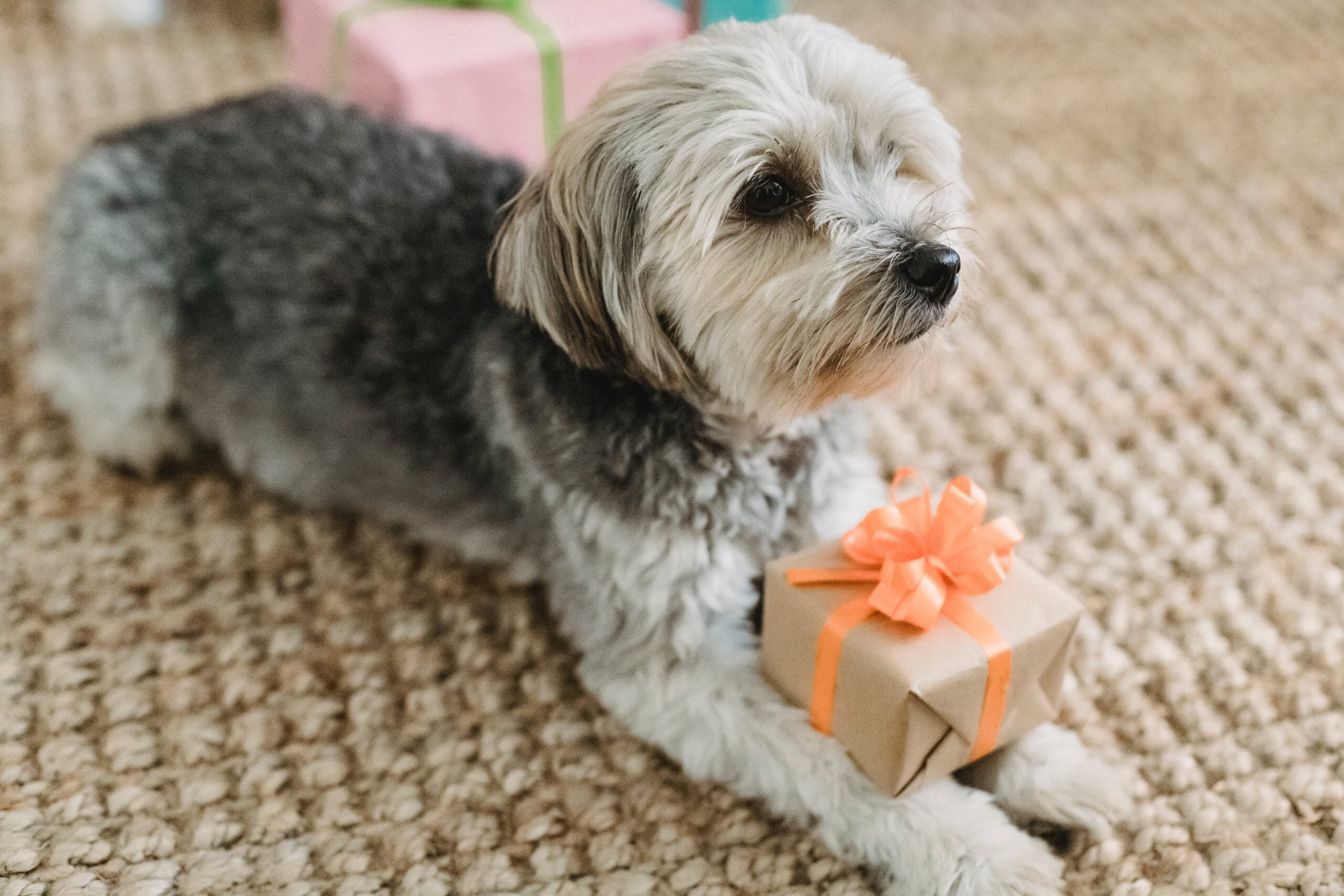 The Ultimate Christmas Gift Guide for Dog Lovers!
