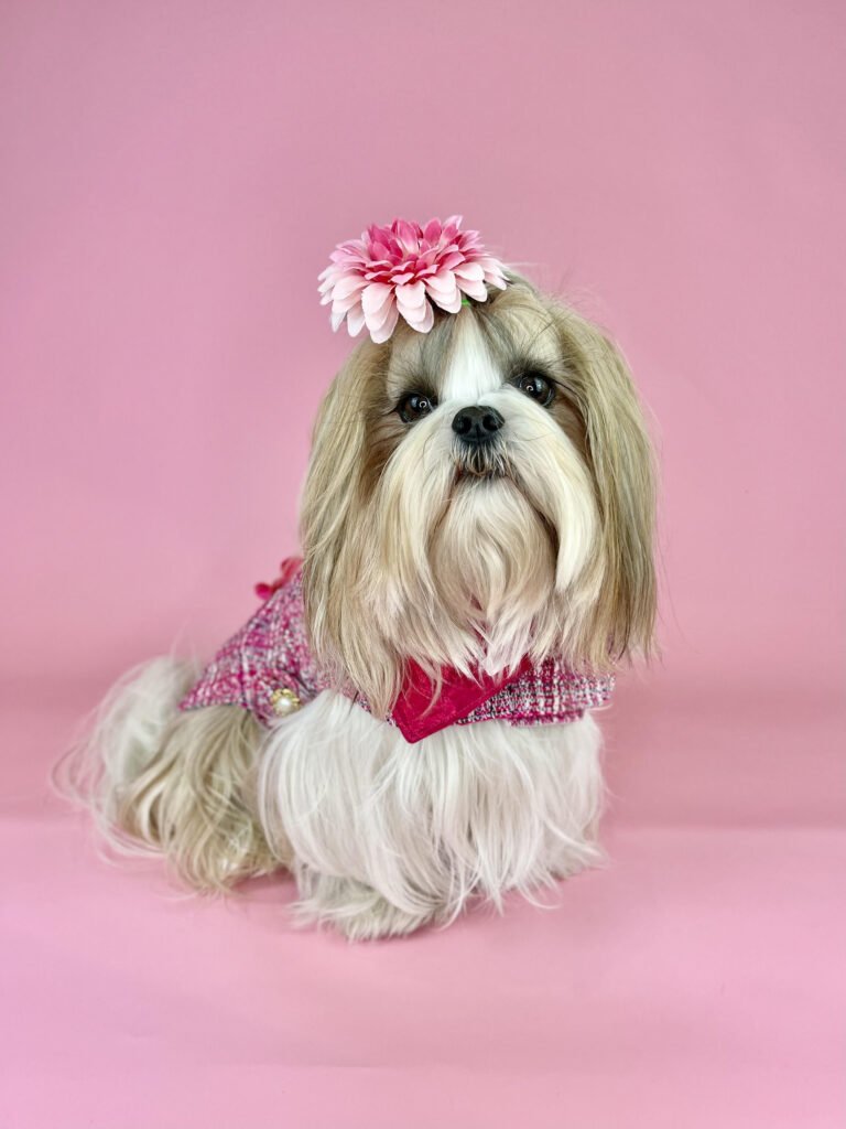 Maggie and Indi- The most glamorous Shihtzu's you will ever see 